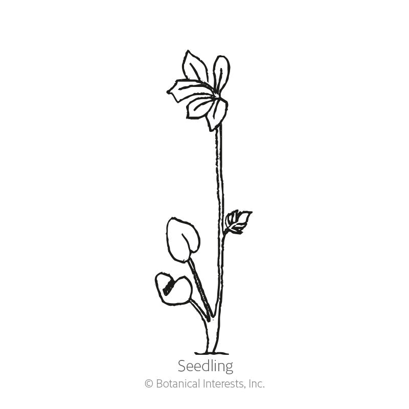 Line drawing labeled "Seedling" showing a young delphinium plant with rounded cotyledon leaves at the base, a jagged true leaf partway up, and a tall stem topped by a single five-petaled flower.