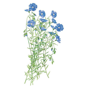 Botanical illustration of flax showing slender green stems with narrow leaves, several five-petaled sky-blue flowers with white centers, and unopened teardrop-shaped buds, set against a plain white background.