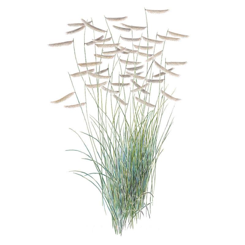 Illustration of blue grama grass showing tall, slender blue-green blades topped with distinctive horizontal, eyebrow-shaped tan seed heads that curve to one side, set against a plain white background.