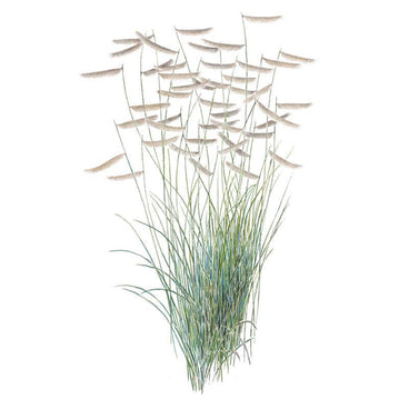 Illustration of blue grama grass showing tall, slender blue-green blades topped with distinctive horizontal, eyebrow-shaped tan seed heads that curve to one side, set against a plain white background.