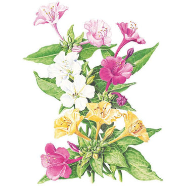Botanical illustration of Marvel of Peru four o'clock flowers showing trumpet-shaped blooms in pink, white, magenta and yellow clustered among green leaves on a white background.