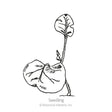 Line drawing of a young seedling with one large, rounded seed leaf still attached below, a slender stem, and a small emerging leaf, labeled "Seedling".