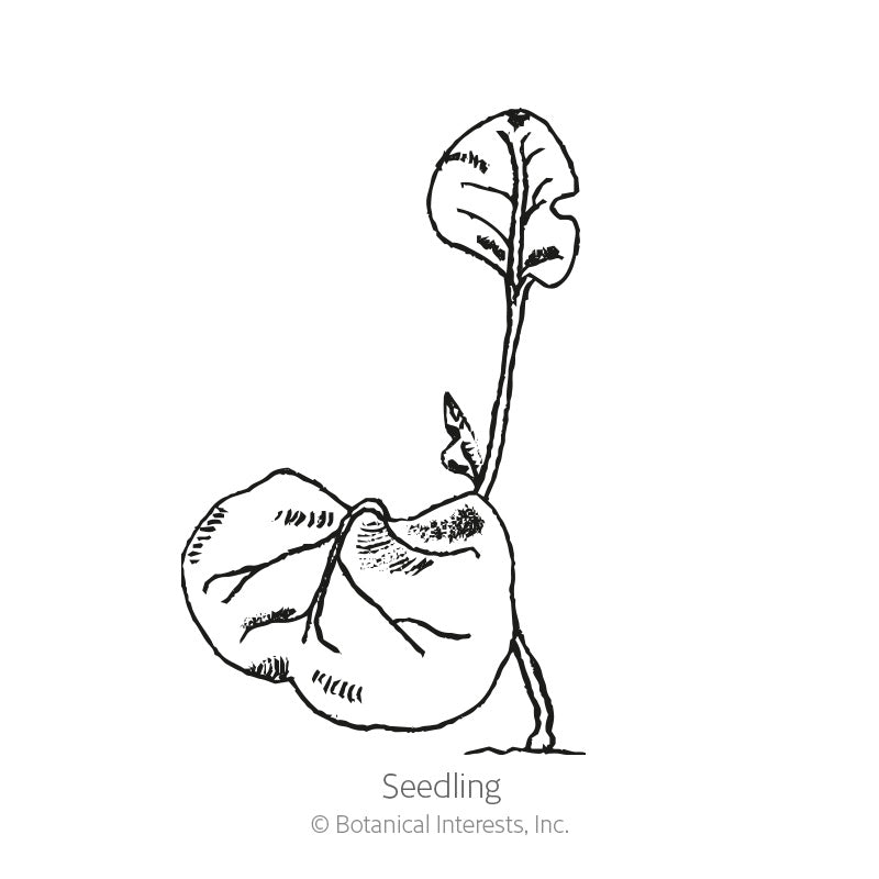 Line drawing of a young seedling with one large, rounded seed leaf still attached below, a slender stem, and a small emerging leaf, labeled "Seedling".