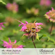 A fuzzy bumblebee with pollen-dusted legs clings to a spidery pink Lambada bee balm bloom, its dome-shaped seed head visible amid ragged tubular petals, with more blossoms blurred in the green background.