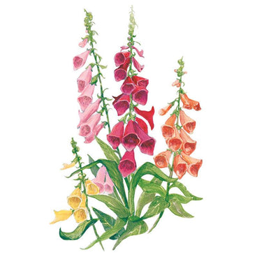 Botanical illustration of Gloxiniiflora Blend foxglove showing tall spikes of bell-shaped flowers in pink, deep red, orange and yellow along upright stems with broad green basal leaves, set against a plain white background.