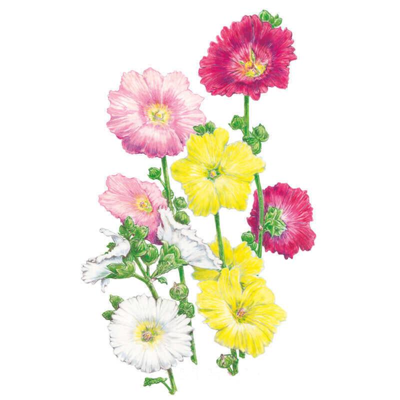 Botanical illustration of Indian Spring hollyhock showing single, saucer-shaped blooms in deep pink, rose, yellow and white, each with a pale centre, clustered along green stems with unopened buds.