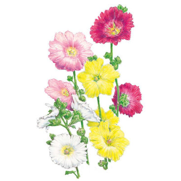 Botanical illustration of Indian Spring hollyhock showing single, saucer-shaped blooms in deep pink, rose, yellow and white, each with a pale centre, clustered along green stems with unopened buds.