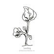 Line drawing of a young lobelia seedling with a single large rounded seed leaf atop a slender stem and two small emerging true leaves below, labeled "Seedling."