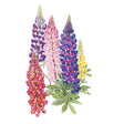 Illustration of Russell Blend lupine flowers showing tall spiky blooms in crimson, purple, pink, blue and yellow rising above palmate green leaves, set against a plain white background.