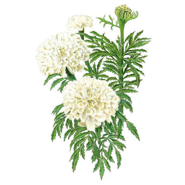 Botanical illustration of Kilimanjaro White African Marigold showing three fully double, creamy-white pompon blooms and one unopened green bud on a stem with finely divided, feathery green foliage.