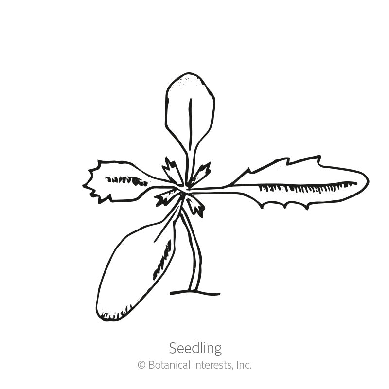 Line drawing labeled "Seedling" showing a young marigold plant with a pair of smooth oval seed leaves and two jagged, elongated true leaves radiating from a short central stem.