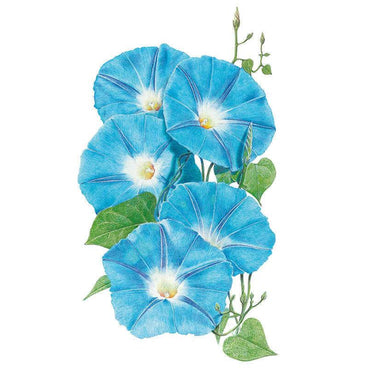 Botanical illustration of Heavenly Blue morning glory, showing five trumpet-shaped sky-blue flowers with white throats, heart-shaped green leaves, and twining vines with unopened buds against a white background.