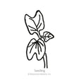 Black-and-white line drawing of a young morning glory seedling with three lobed, heart-shaped leaves on a slender stem, labelled "Seedling" beneath the illustration.