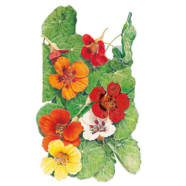 Botanical illustration of Jewel Blend nasturtiums showing rounded green leaves with several trumpet-shaped flowers in red, orange, yellow, and cream, each with a spurred back petal and dark throat markings.