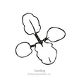 Line drawing of a young seedling with four rounded leaves radiating from a central stem, illustrating the early growth stage, labeled "Seedling."