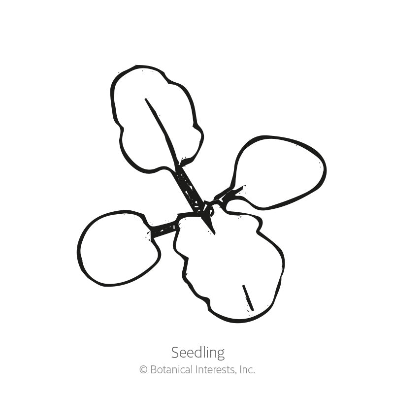 Line drawing of a young seedling with four rounded leaves radiating from a central stem, illustrating the early growth stage, labeled "Seedling."