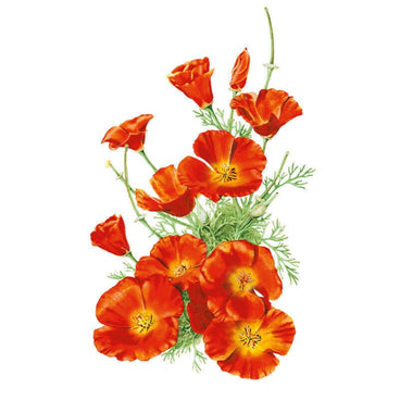 Botanical illustration of Mikado California poppies showing several fully open orange-red blooms with yellow centres, curled buds, and feathery blue-green foliage against a white background.