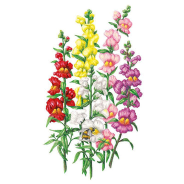 Detailed botanical illustration of colorful tall snapdragons in red, yellow, white, and pink with a bumblebee pollinating a white flower.