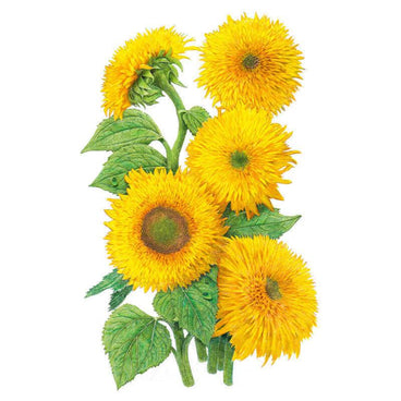 Botanical illustration of Teddy Bear dwarf sunflowers showing five fully double, shaggy golden-yellow blooms with fluffy petals and no visible centre disc, one unopened bud, and toothed green leaves on thick stems.