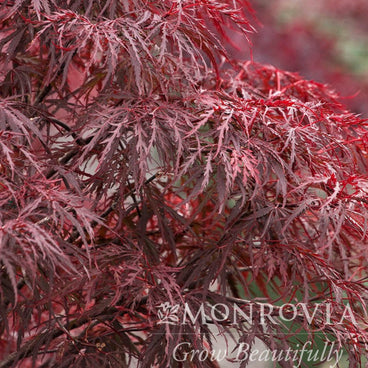 Close-up of a Red Dragon Japanese maple's finely dissected, lace-like leaves in deep burgundy-red, cascading in dense layers, with the Monrovia logo and "Grow Beautifully" tagline overlaid at the bottom.