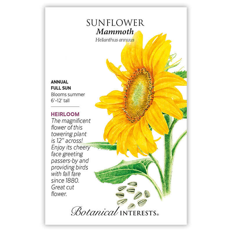 Botanical Interests seed packet for Mammoth Sunflower, illustrated with a large yellow sunflower on a thick green stem and striped seeds, alongside text noting it's a heirloom annual for full sun, blooming summer with 12-inch flowers on plants 6 to 12 feet tall.