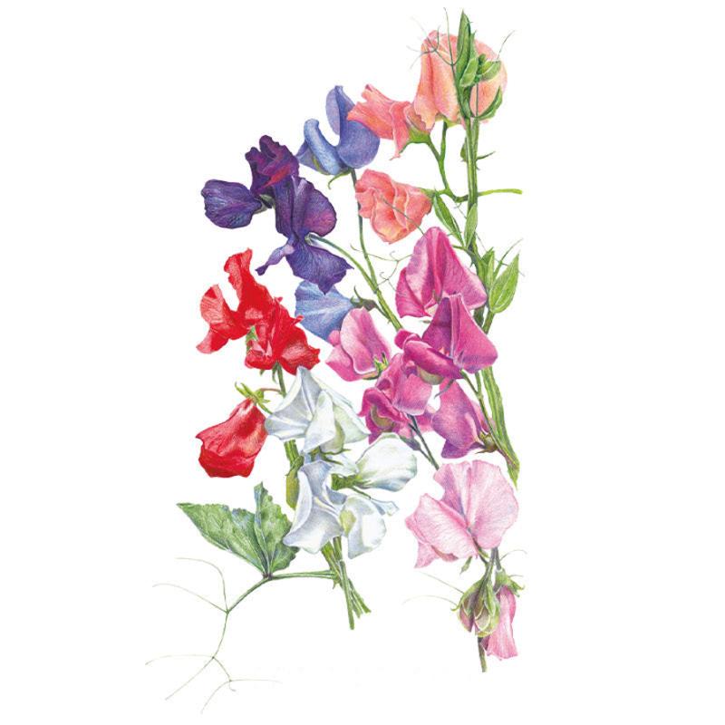 Botanical illustration of Knee-Hi Blend sweet pea flowers, showing ruffled blooms in deep purple, red, white, pink and salmon on slender green stems with tendrils and leaves, against a plain white background.