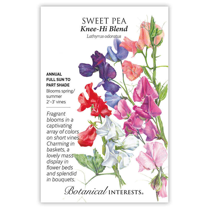 Seed packet for Knee-Hi Blend sweet pea featuring a botanical illustration of ruffled blooms in red, purple, white, coral, pink, and magenta on short vines, with text noting it's an annual for full sun to part shade, blooming spring/summer on 2'–3' vines, described as fragrant and suited to baskets, beds, and bouquets.