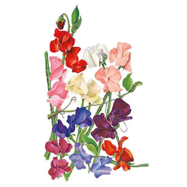 Botanical illustration of Royal Blend sweet pea flowers on tall stems, showing a mix of ruffled blooms in red, pink, cream, white, purple, blue and magenta with green tendrils and leaves, against a plain white background.