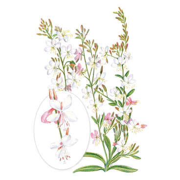 Illustration of White Gaura flowers on a white background