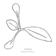 Line drawing of White Gaura seedling on a white background