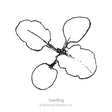 Line drawing of a young seedling viewed from above, showing four rounded, slightly scalloped cotyledon leaves radiating from a central stem, labeled "Seedling."