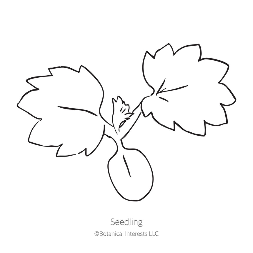 Black line drawing of Scarlet Cinquefoil seedling in a white background