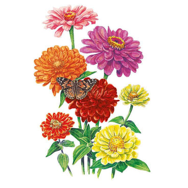 Botanical illustration of vibrant pink, orange, red, and yellow California Giants zinnia blooms with green stems and leaves, with a butterfly landing on a central red blossom.