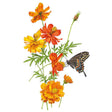 Botanical illustration of Bright Lights Blend cosmos, showing feathery green foliage with several yellow and orange daisy-like blooms in various stages plus a bud, visited by a black swallowtail butterfly with orange and blue spotted wings.