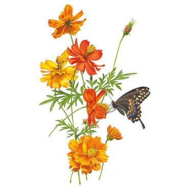 Botanical illustration of Bright Lights Blend cosmos, showing feathery green foliage with several yellow and orange daisy-like blooms in various stages plus a bud, visited by a black swallowtail butterfly with orange and blue spotted wings.