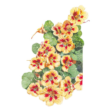 Botanical illustration of Peach Melba nasturtium showing clusters of pale apricot-yellow flowers with deep red-splashed throats, surrounded by round green lily-pad leaves, on a white background.