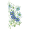 Botanical illustration of blue, light blue, and white flowers with feathery green foliage of Miss Jekyll Blend Love-In-A-Mist Seeds on a white background.