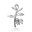 Black and white line art illustration of a Love-In-A-Mist seedling.