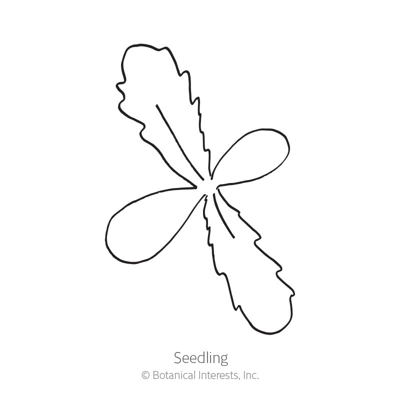 Line drawing of a Zulu Prince Cape Daisy seedling, showing two smooth rounded cotyledon leaves paired with two jagged, deeply lobed true leaves radiating from a central point, labelled "Seedling".