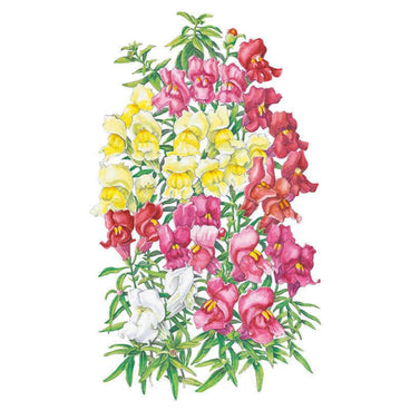 Botanical illustration of Magic Carpet Blend snapdragons, showing tall spikes of tubular, hooded blooms in mixed shades of yellow, white, pink, magenta and red clustered above slender green leaves.