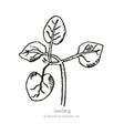 Black and white line drawing of a young snapdragon seedling with four rounded leaves on a slender stem, labelled "Seedling" beneath the illustration.