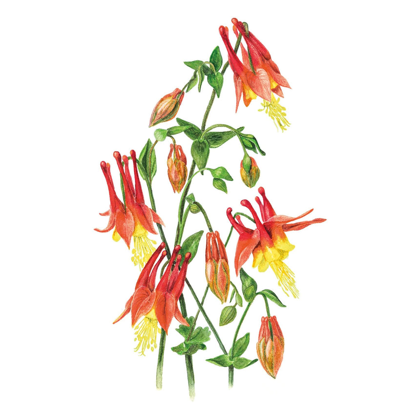 Illustration of red and yellow Eastern Red Columbine flowers on a white background