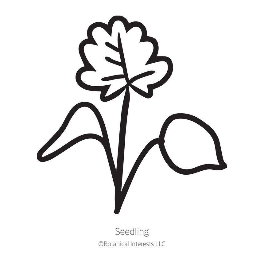 Black line drawing of Eastern Red Columbine seedling in a white background.