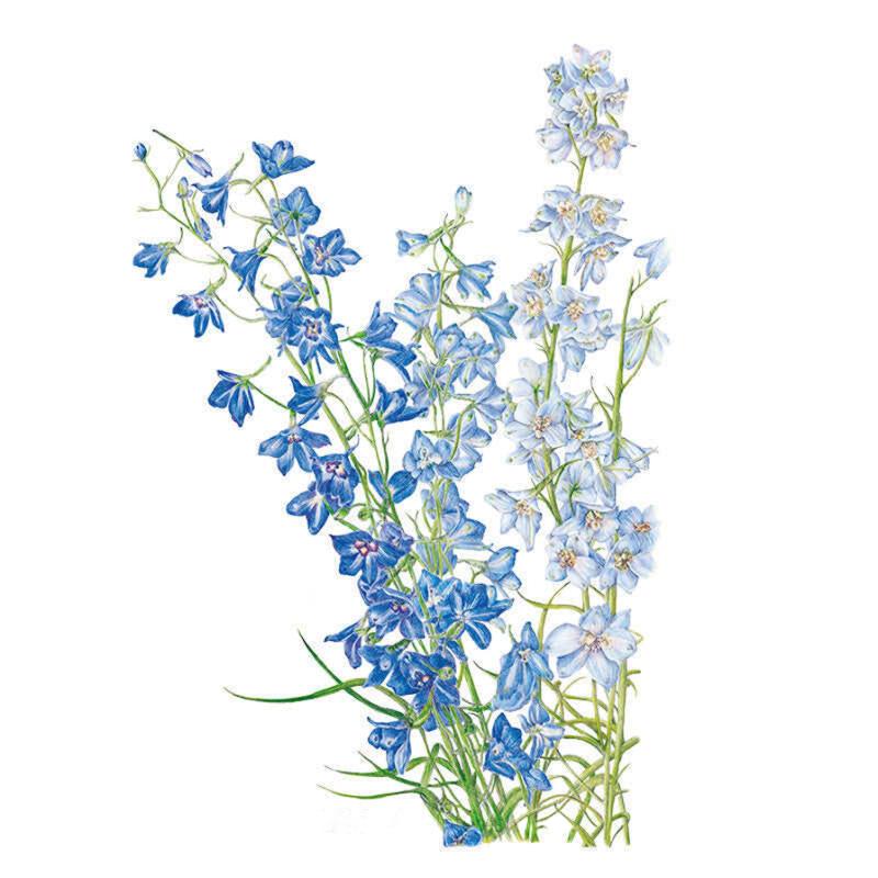 Botanical illustration of larkspur showing three tall flower spikes in shades from deep violet-blue to pale powder blue, each stem lined with delicate five-petaled blooms and slender green foliage.