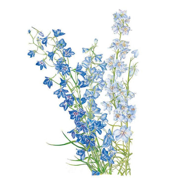 Botanical illustration of larkspur showing three tall flower spikes in shades from deep violet-blue to pale powder blue, each stem lined with delicate five-petaled blooms and slender green foliage.