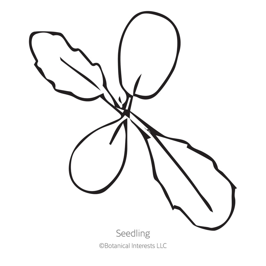 Line drawing of a Fata Morgana Scabiosa seedling on a white background