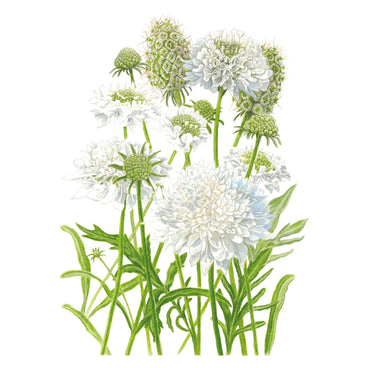 Illustration of green and white Snowmaiden Scabiosa flowers on a white background
