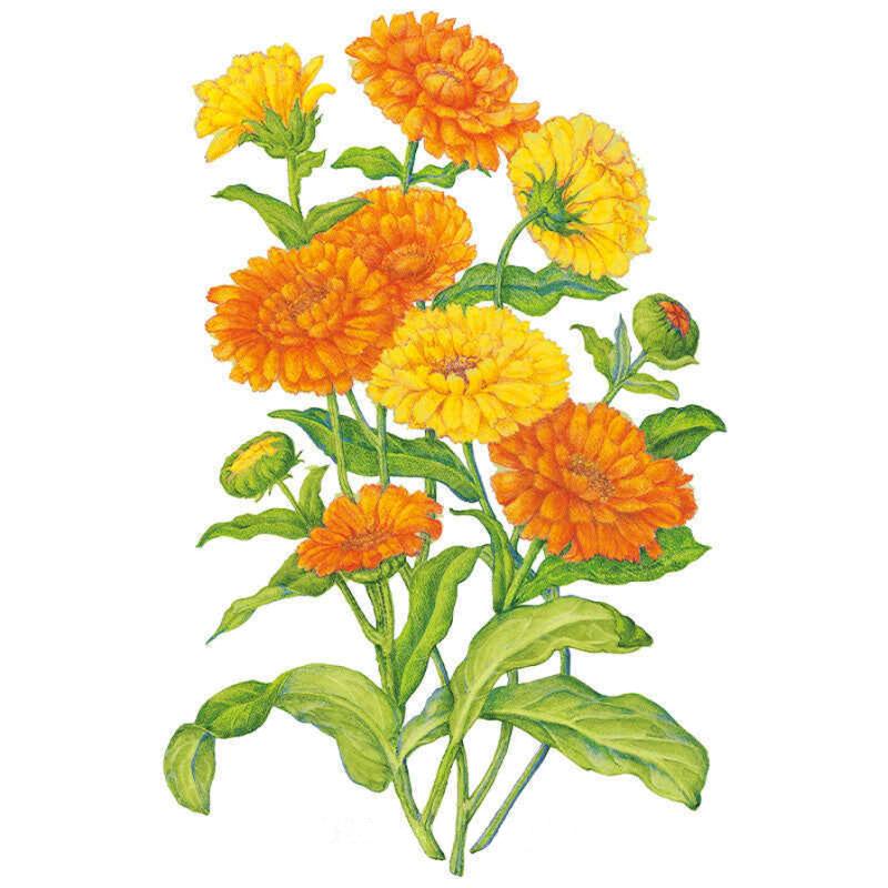 Botanical illustration of Pacific Beauty Blend calendula showing multiple fully double, ruffled blooms in shades of orange and yellow with rounded green leaves and unopened buds on a white background.