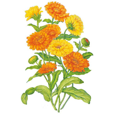 Botanical illustration of Pacific Beauty Blend calendula showing multiple fully double, ruffled blooms in shades of orange and yellow with rounded green leaves and unopened buds on a white background.