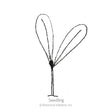 Line drawing of a young seedling with a single upright stem and two rounded seed leaves splayed apart, labelled "Seedling".